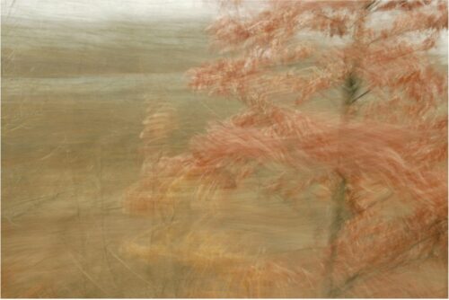 experimental photo art, a small tree in autumn colours with its branches blurred by motion