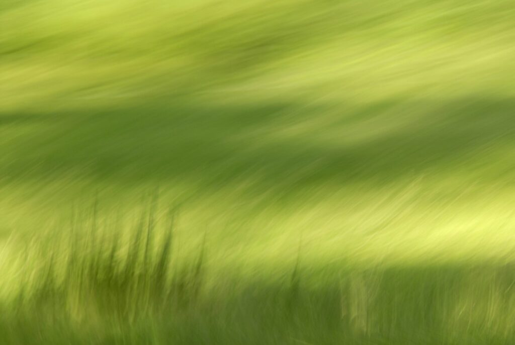 experimental photo art, a blurry green landscape