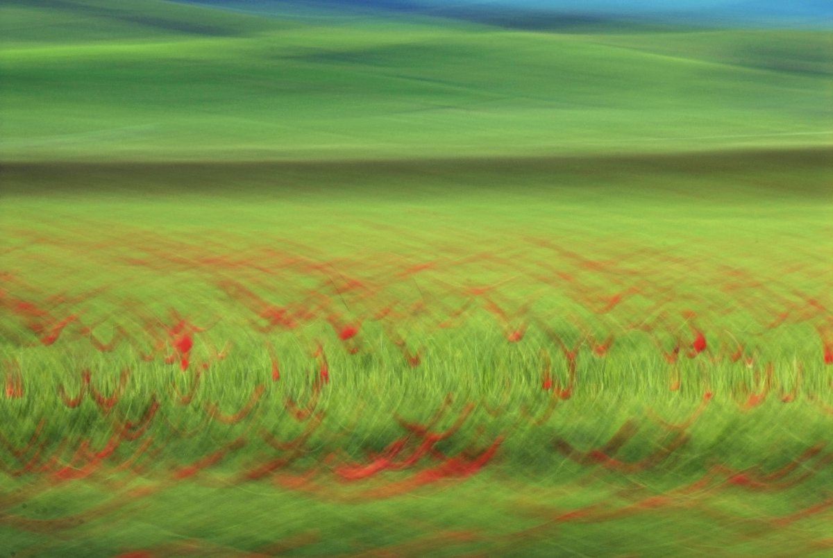 abstrakte Fotokunst, rote Kreislininen auf grünem HIntergrund, entstanden durch Fotografie eines Kornfeldes mit Mohnblumen in Bewegung