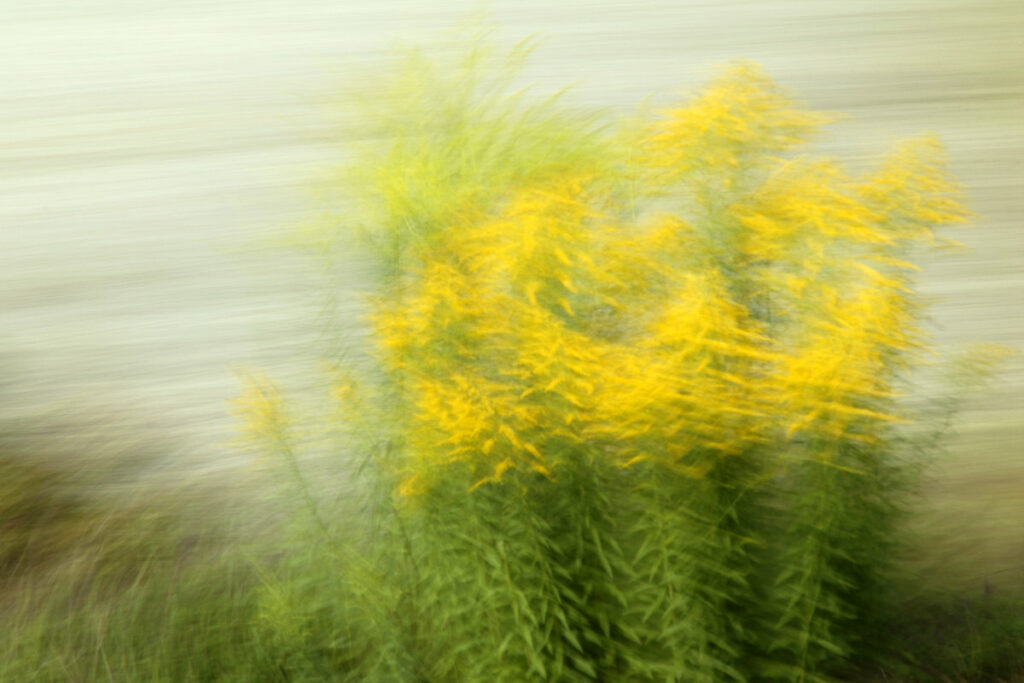 bewegungsunscharfe Fotografie. Eine Staude gelb blühender Pflanzen ist trotz Wischeffekten vor hellem Hintergrund zu erkennen