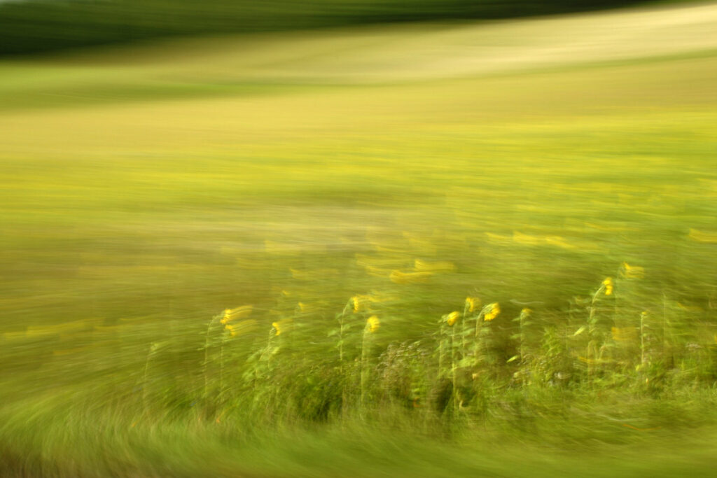 experimental photography, sunflowers in motion are visible in front of a very blurry background
