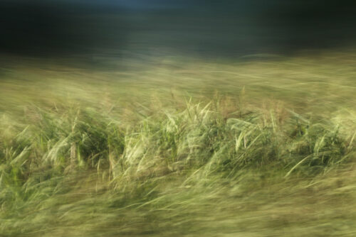experimental photo art, a landscape of wild reeds in different levels of motion blur