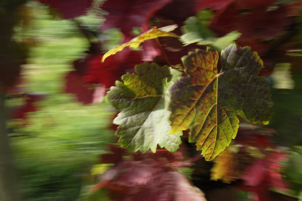 künstlerische Fotografie: ein Weinblatt mit Herbstfärbung vor unscharfem Hintergrund