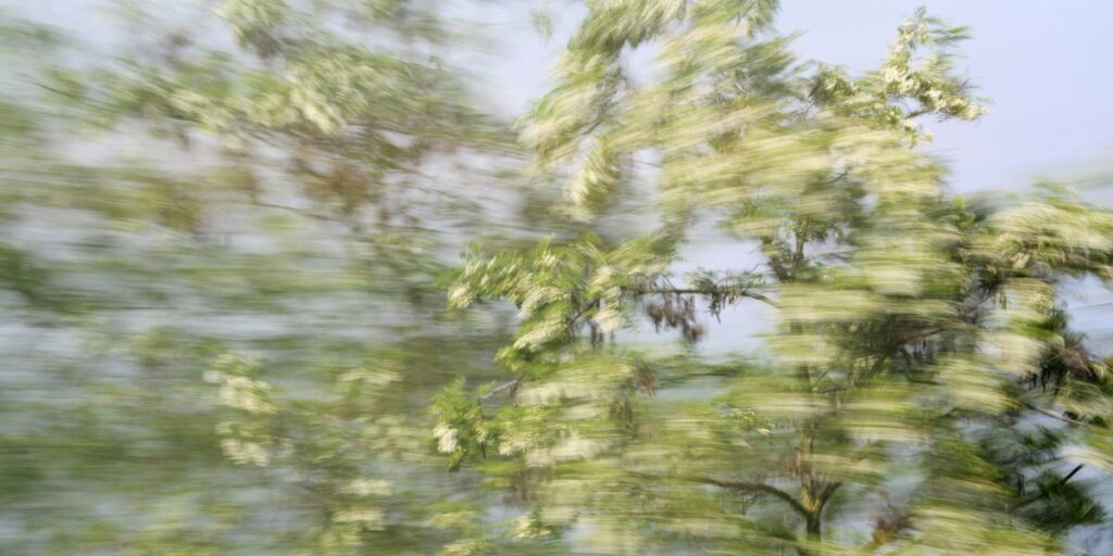 weiß blühender Baumwipfel mit starkter Bewegungsunschärfe fotografiert. sowohl stark verwischte Bereiche als auch vereinzelte detailreiche Elemente