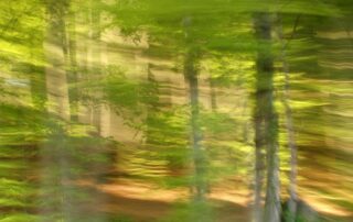 Wald in Bewegung, Fotografie eines hellen, lichtdurchfluteten Waldes mit beabsichtigeter Kamerabewegung, die die Details verwischen lassen