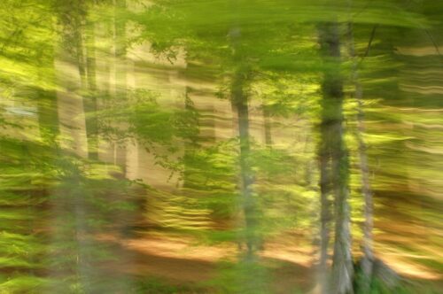 Wald in Bewegung, Fotografie eines hellen, lichtdurchfluteten Waldes mit beabsichtigeter Kamerabewegung, die die Details verwischen lassen