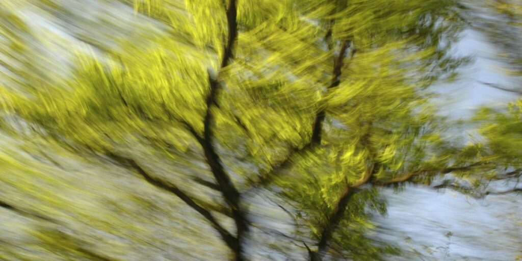abstract photo art, motion blurred tree tops with light green leaves and dark branches.