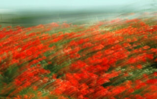 experimentelle Fotokunst, rote Mohnblumen, die durch Bewegungsunschärfe zu Streifen werden