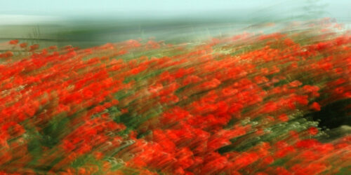 experimental photo art, a field of red poppy flowers witha  stron effect of motion blur