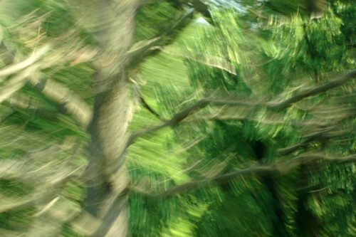 durch Bewegung stark verfremdete Fotografie, Baumwipfel, verschiedene Grün udn Brauntöne