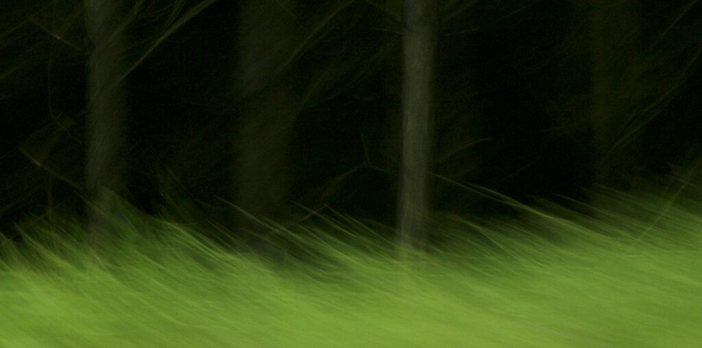 Fotokunst, Landschaft in Bewegungsunschärfe. EIn dunkler Wald mit schemenhaft zu erkennenden Baumstämmen, davor eine zerzauste, bewegungsunscharfe Wiese