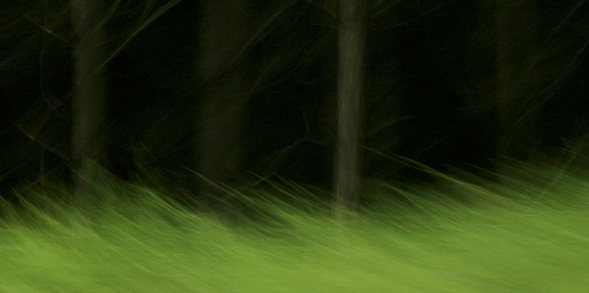 Fotokunst, Landschaft in Bewegungsunschärfe. EIn dunkler Wald mit schemenhaft zu erkennenden Baumstämmen, davor eine zerzauste, bewegungsunscharfe Wiese