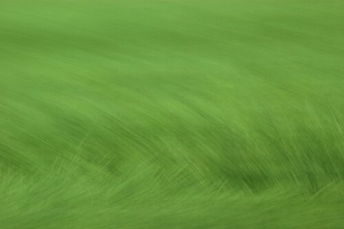 abstract photo art. different shades of green show a hint of grass