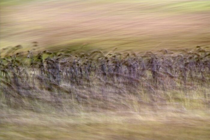 experimental photo art, motion blurred nature in brown and lilac colours