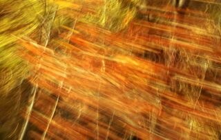 motion blur on a landscape photography. Autumn colours turned into a pattern that seems interwoven