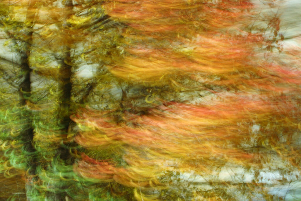 Experimental photo art, a colourful tree turned into wave patterns by motion blur