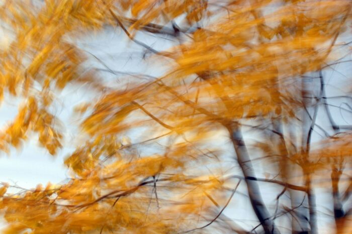 experimental photo art, a detail of a tree with golden leaves turned blurry and half-transparent by motion