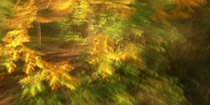 experimental photo art, autumn leaves turned soft by motion blur
