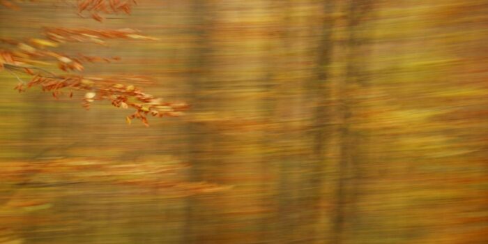 Fotografie in warmen Brauntönen, ein Herbstzwei mit nur leicht verwischten Details vor stark bewegtem Hintergrund
