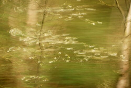 Natur in Bewegung, bewegungsunscharfe Fotografie eines weiß blühenden Schößlings vor grün-braun verwischtem Hintergrund