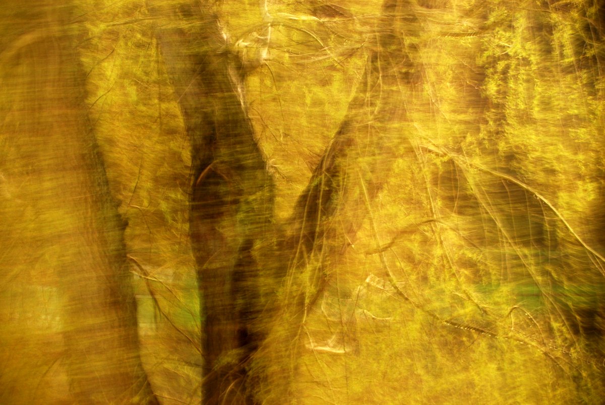bewegte Fotografie, Detail eines Baumes mit Bewegungsunschärfe, der Stamm verschwimmt hinter goldenen Blättern