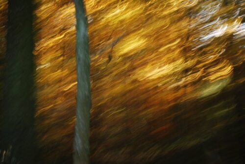 experimental photo art, intentional camera movement on an autumn forrest