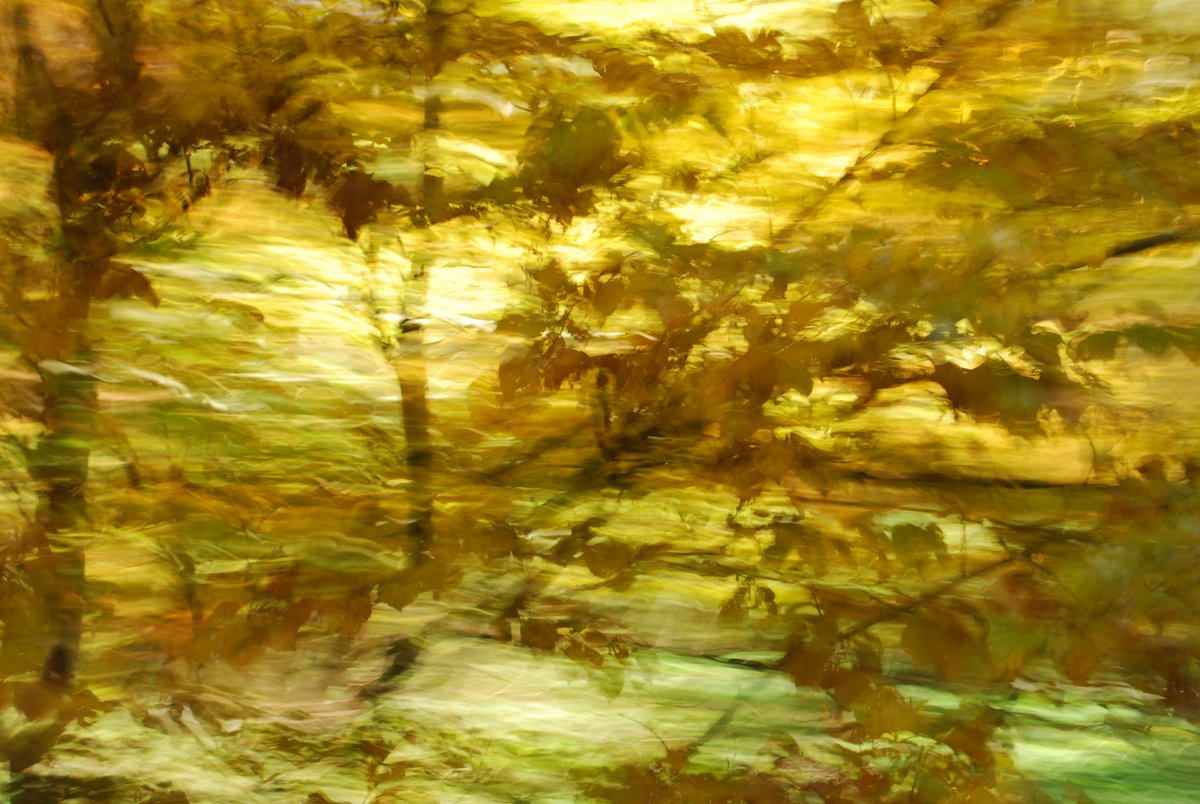 Experimental photo art. A treetop in motion, partly blurred, some details recognizable