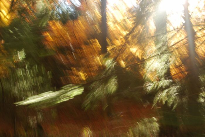 photo art with intentional camera movement, a detail of an autumn forrest with motion blur