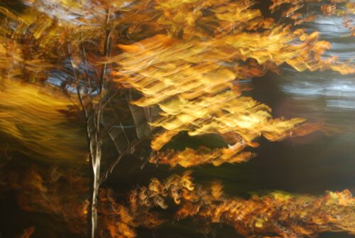 experimental photograph of an autumn tree wiht golden leaves. Strong motion blur by intentional camera movement
