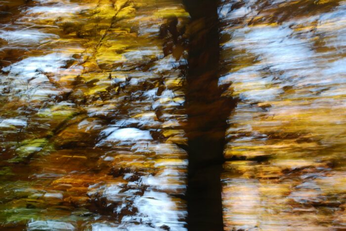 a detail of an autumn forest with motion blur