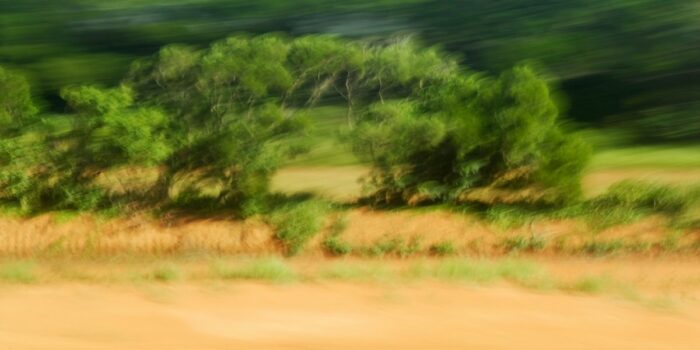 experimental landscape photography, a large green bush on golden grass, blurred by motion