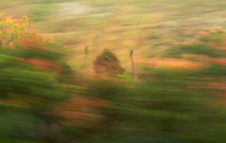 experimental photo art, a blurry green and red landscape