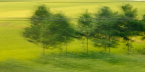 experimental photo art, a blurry green landscape with small fir trees
