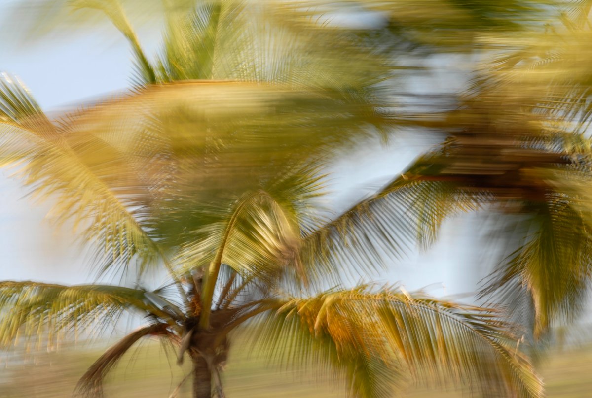 Fotokunst, ein Palmenwipfel mit Bewegungsunschärfe, stellenweise sehr verwischt, stellenweise sehr detailreich