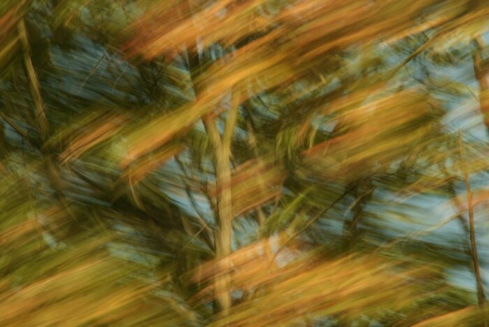 motion blur on an autumn tree top