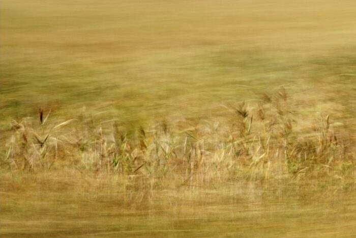 experimental photo art, reeds are visible in a sea of motion blurred bckground and foreground