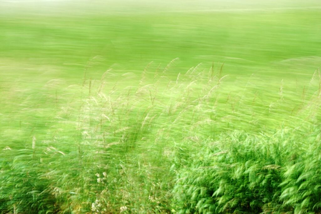 experimental photography, detailed grasses in front of strongly blurred background