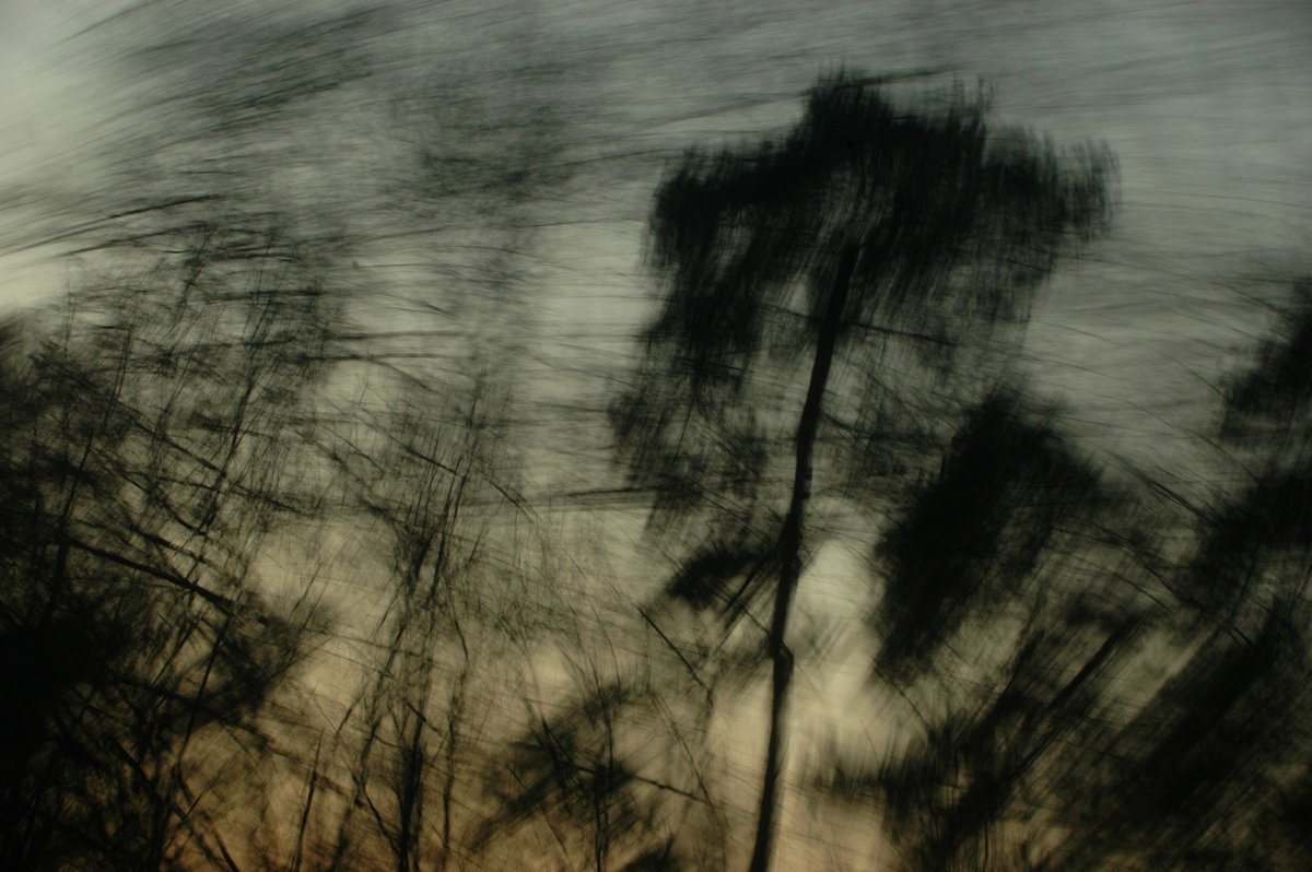 bewegte Fotografie, schwarze Silhouetten von Bäumen sind vor einem dunklen Abendhimmel vewischt zu erkennen. Der Himmel hat einen Farbverlauf von oben dunkelblau zu leicht rosa am unteren Bildrand