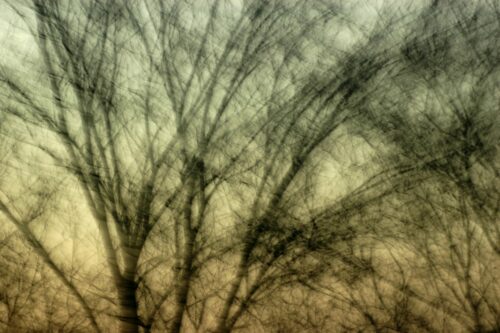 experimental photo art, treetops turned half transparent by motion blur