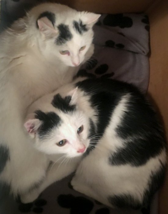 2 black and white kittens in a box