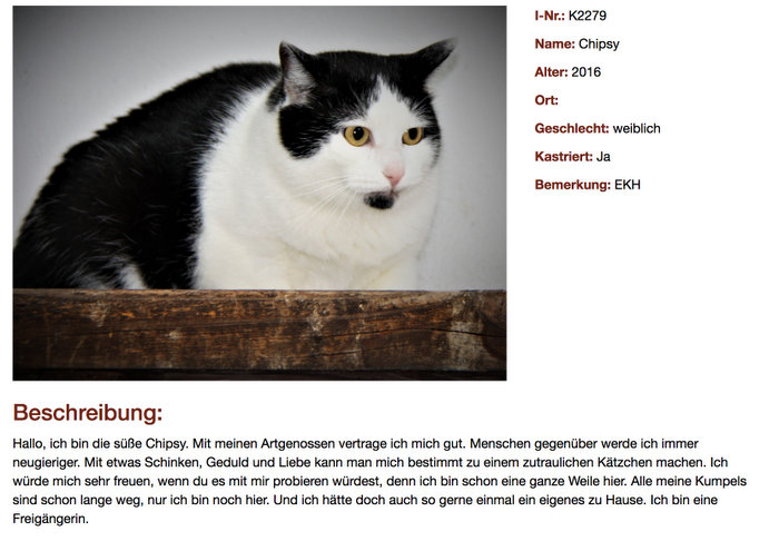 Bild einer schwarz-weißen Katze mit Steckbrief. Name: Chipsy, Alter: 2016 und weitere Informationen