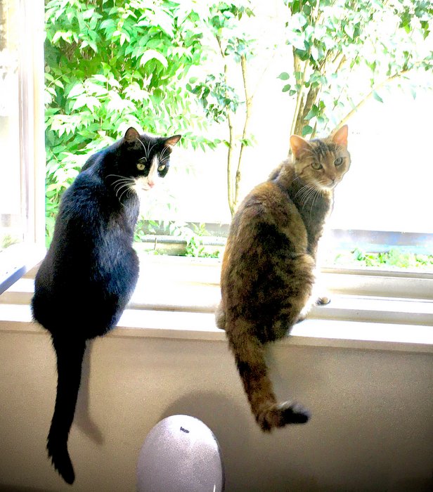 two cats are sitting on the windowsill of an open window. 