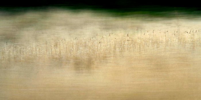 A blurred landscape in brown and beige tones. In the middle you can see that it is reeds.