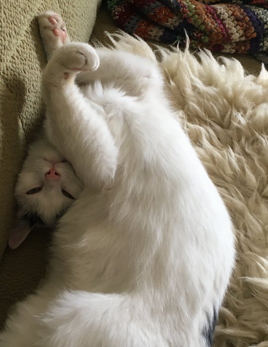 ein überwiegend weißer Kater räkelt sich auf einem Sofa.