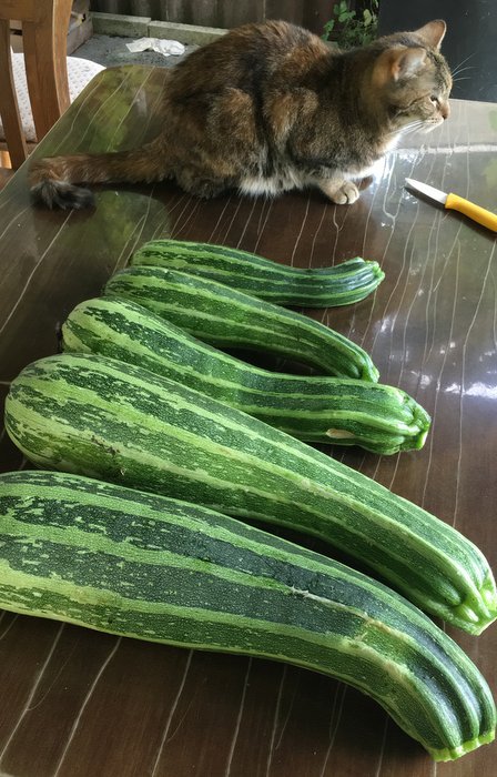 There are 5 large courgettes on a garden table, and a cat is sitting comfortably behind them.