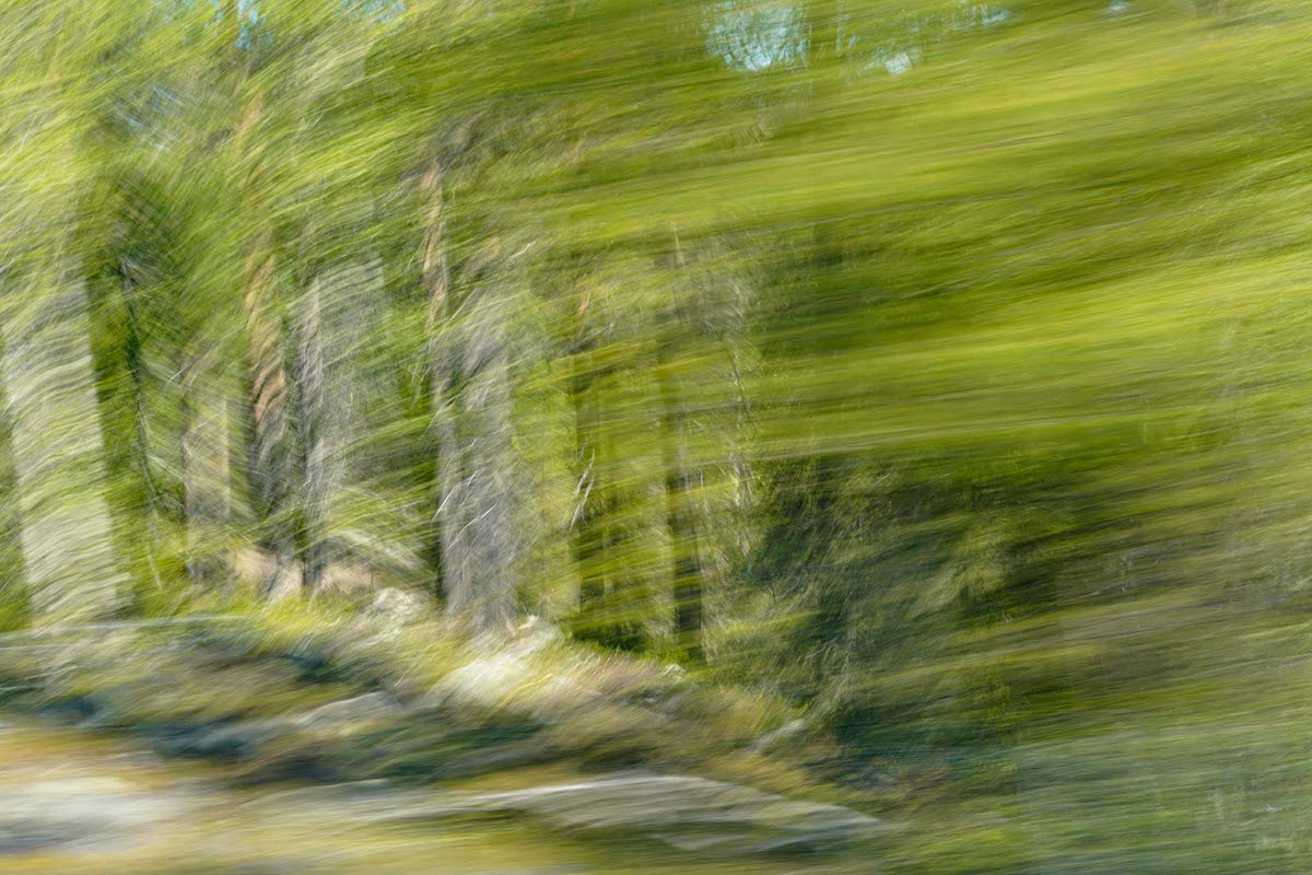 abstrakte Fotografie in Grün - Schwedische Landschaft in Bewegung - ICM Fotografie von Jennifer Scales