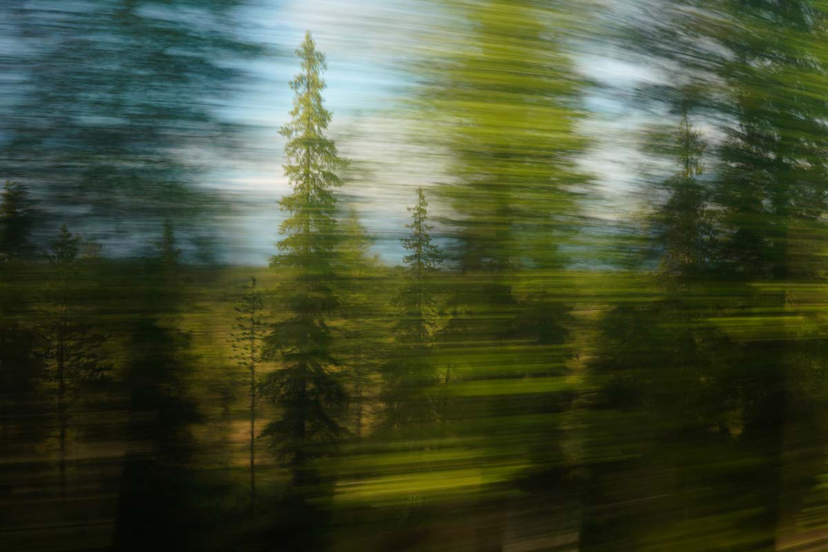 EIn Baum, der zwischen verwischten Bäumen klar zu erkennen ist -Schwedische Landschaft in Bewegung - ICM Fotografie von Jennifer Scales