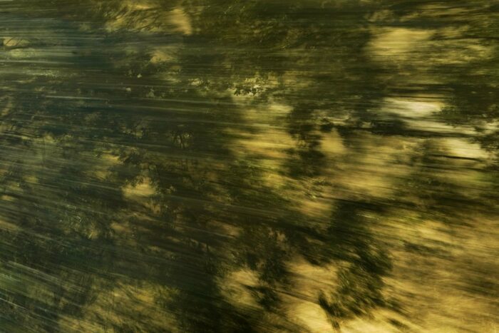 Eine Fotografie eines Busches in Bewegung, Dunkelgrün vor Gold