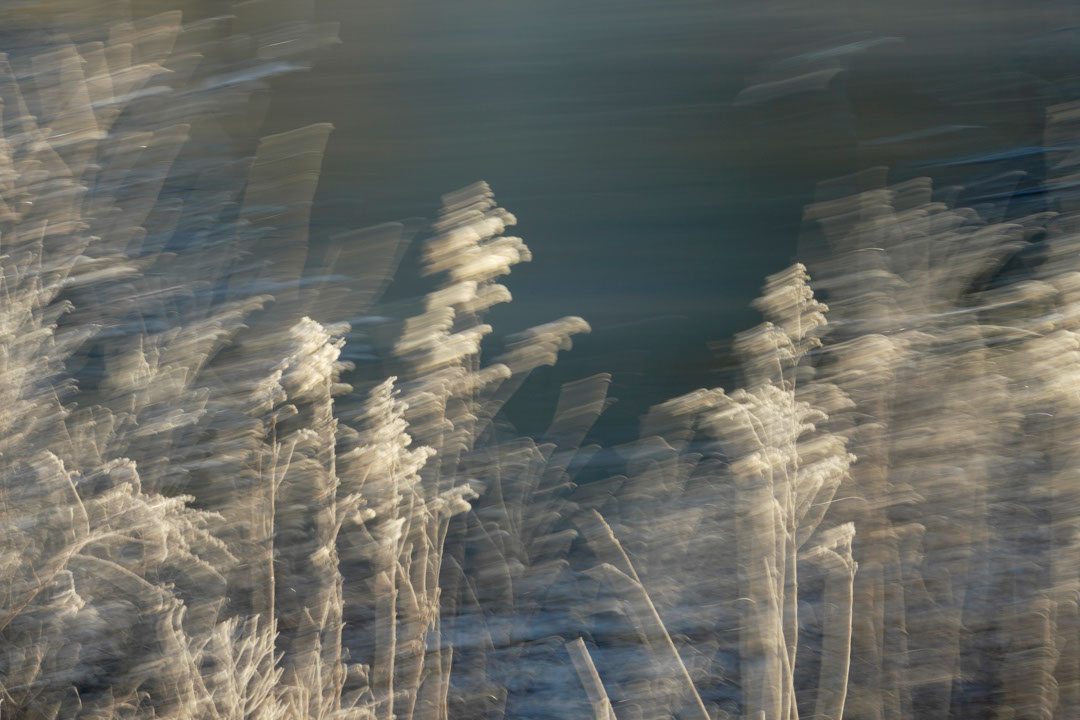 soft motion blur and frost-covered plants